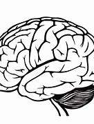 Image result for Anatomical Brain Outline