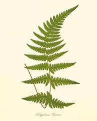 Image result for Botanical Fern Prints