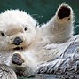Image result for Otter Wallpaper for iPhone