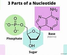 Image result for Nucleotide