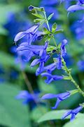 Image result for Salvia guaranitica Blue Enigma