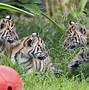 Image result for Tiger Zoo Child