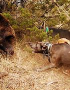 Image result for Wild Boar Hunting Dogs