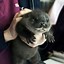 Image result for Otters Being Cute