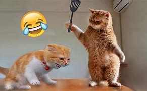 Image result for funniest cats videos