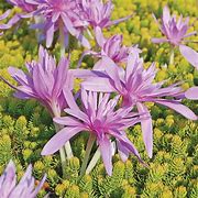 Risultato immagine per Colchicum autumnale Waterlily