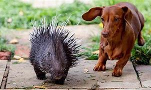Image result for Dog and Porcupine