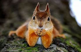 Image result for Funny Squirrel Wallpaper for Laptop