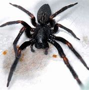 Image result for Black House Spider Poisonous