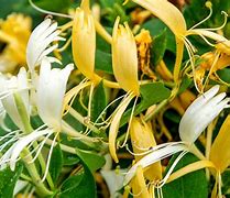 Image result for lonicera vines