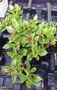 Image result for Red Apple Ice Plant