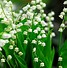 Image result for The Most Expensive Flower in the Northern Hemisphere