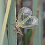Image result for Common Tree Cricket
