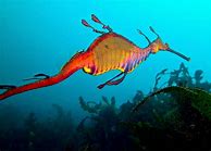 Image result for Sea Dragon Creature