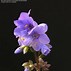 Image result for Polemonium caeruleum Purple Rain