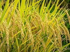 Image result for Rice Plant