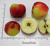Image result for Jonathan Apple Identification