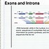 Image result for Introns and Exons in mRNA Roles