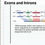 Image result for Introns and Exons Examples