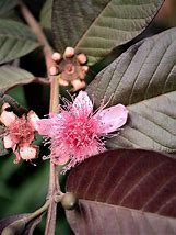 Image result for Red Guava Tree