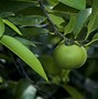 Image result for Manchineel Effects