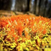 Image result for Types of Moss in UK On Trees