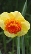 Image result for Narcissus Coral Crown