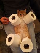 Image result for Pictures of Cat with Toilet Paper Roll