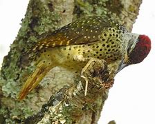 Image result for Campethera cailliautii