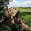 Image result for Tree Stump Carving