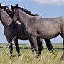 Image result for Wild Rare Horse Breeds