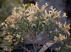 Image result for Thuja occidentalis Piccadilly