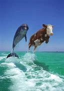 Image result for Dolphin and Cow