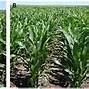 Image result for First-Rate Herbicide