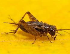 Image result for Ground Cricket Insect