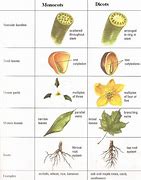 Image result for Monocot Crops List