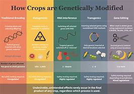Image result for Conventional vs GMOs
