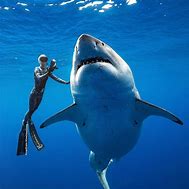 Image result for Great White Shark in the Ocean