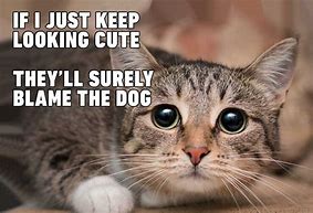 Image result for Funny Cat Memes Clean 2020