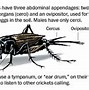 Image result for Cricket Animal Legs