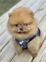 Image result for Boo Teddy Bear Dog