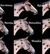 Image result for Equine Warts