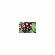 Image result for Primula auricula Alice Haysom