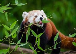 Image result for Bamboo Tree Panda