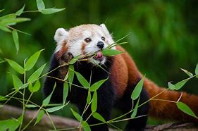 Image result for Panda Eat Bamboo