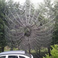 web bid big spider web outside my front door spider web bid big spider web outside my front door spider
