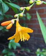 Image result for Crocosmia Buttercup