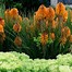 Image result for Kniphofia Poco Sunset