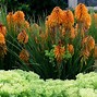 Image result for Kniphofia Poco Yellow