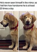 Image result for Funny Animal Memes 2019